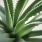 Aloe Vera Plant for Sensitive Skin Care