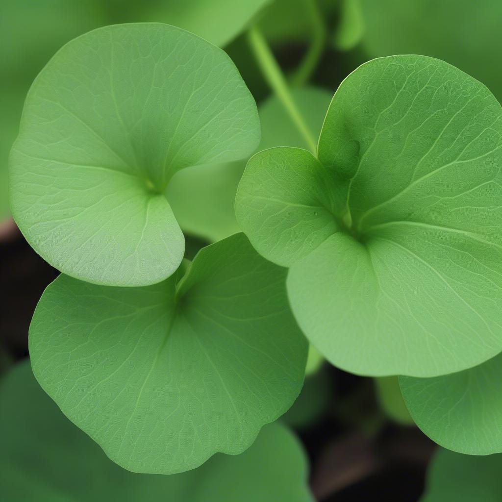 Centella Asiatica Plant Close-up