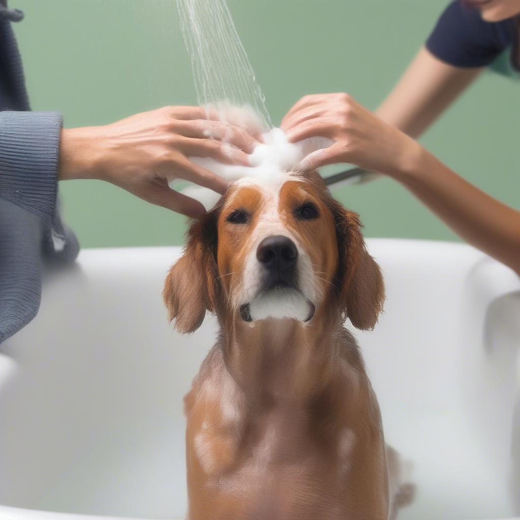 Dog Being Bathed with Anti-Shed Shampoo