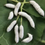 Mulberry silkworms feeding on leaves