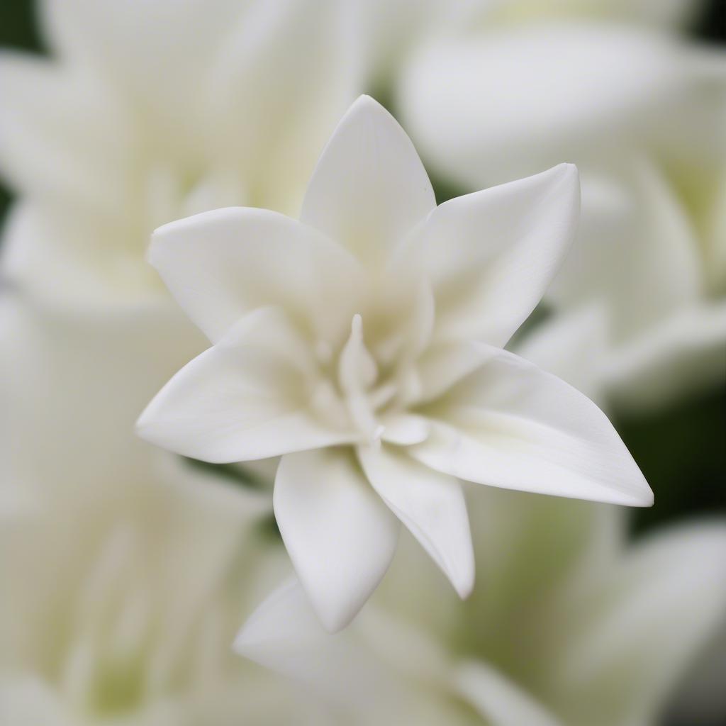 Tuberose Flower Close-up