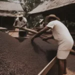 Vanilla Absolute Extraction Process