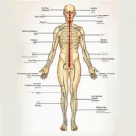 Acupuncture Point Chart: Mapping Energy Pathways