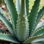 Agave plant used for hair treatment