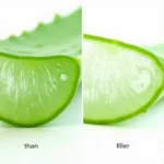 Aloe Vera Whole Leaf vs. Inner Fillet Comparison