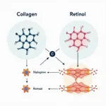 Collagen and Retinol Molecular Structure