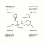 Key Antioxidant Ingredients in Skincare