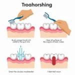 Proper Toothbrushing Technique with Compact Head Brush