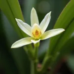 Vanilla orchid flower on the vine